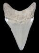 Beautiful Megalodon Tooth - Maryland #36741-1